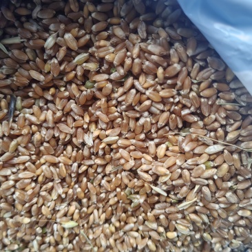卖小麦