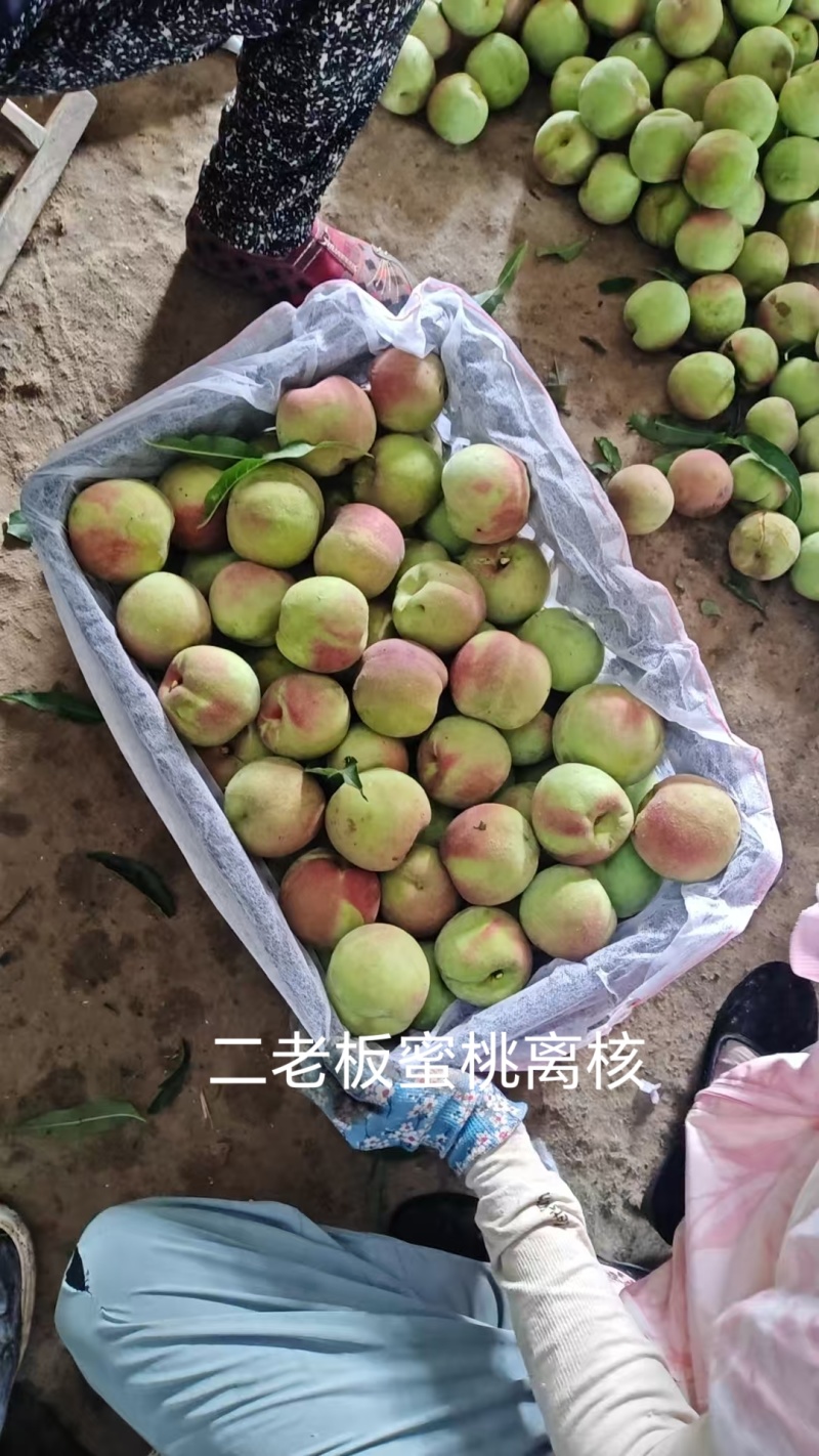 代办代发离核北京十四蜜桃青州蜜桃珍珠枣油桃电商零售批发