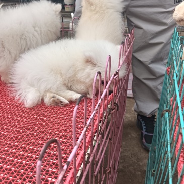 山东博美犬身形轻巧，娇俏可爱需要的老板欢迎来电