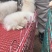 山东博美犬身形轻巧，娇俏可爱需要的老板欢迎来电