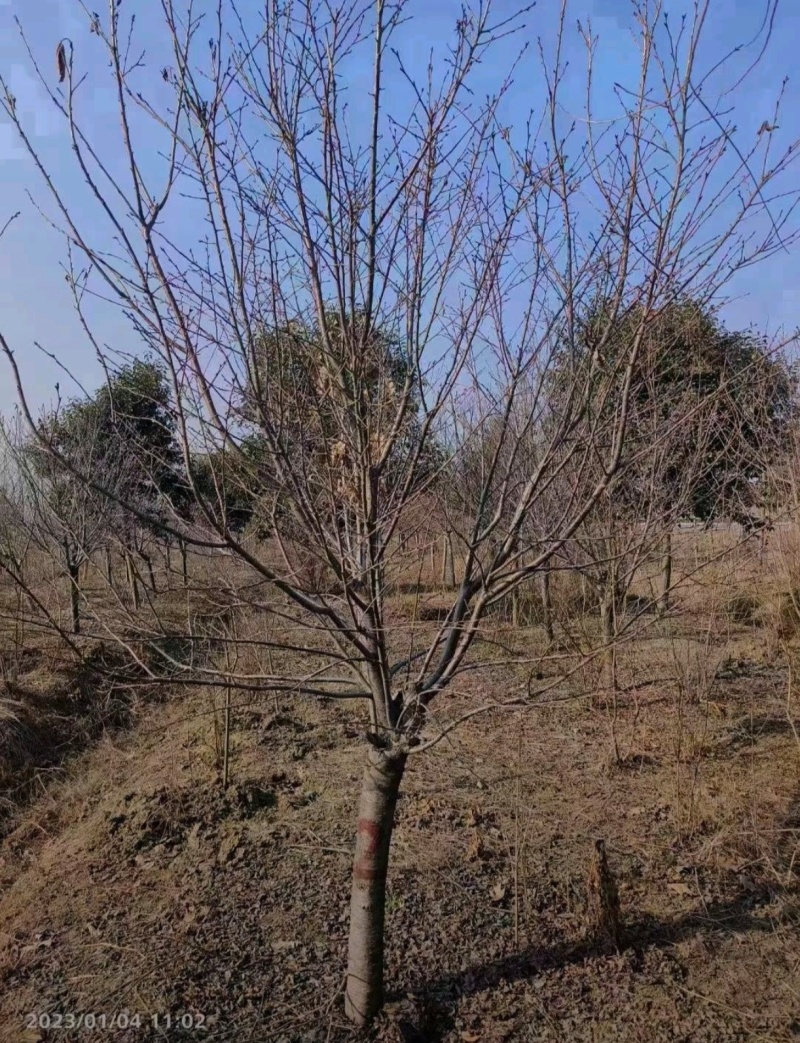 苗圃大量出售8公分红叶碧桃