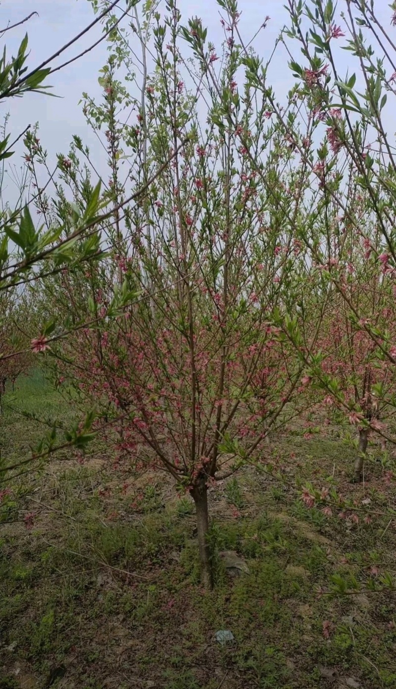 苗圃大量出售8公分红叶碧桃
