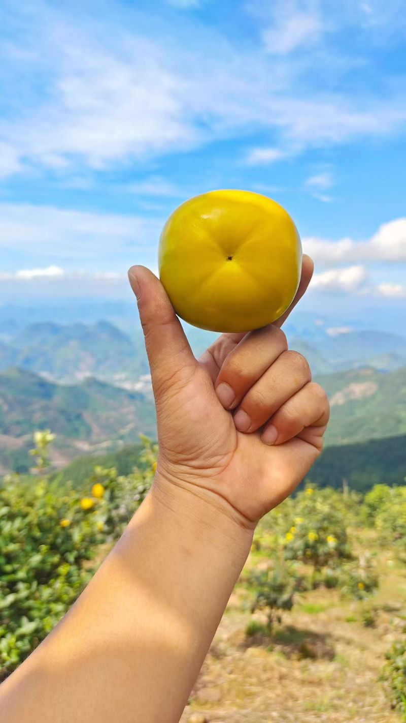 恭城太秋甜柿上市了