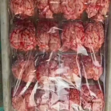 羊脑