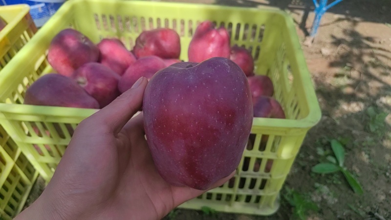 花牛苹果