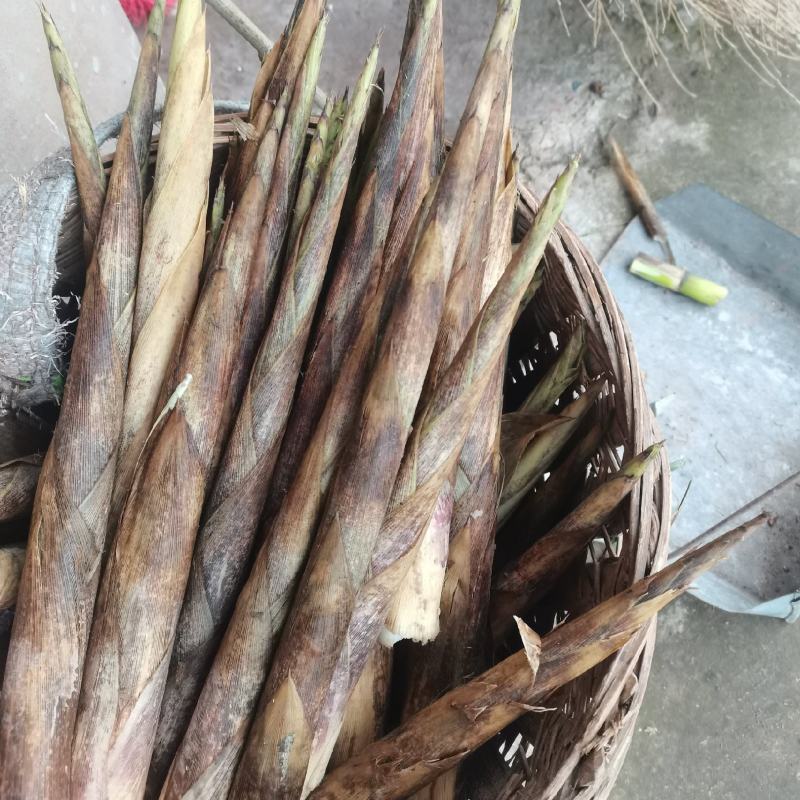 八月笋