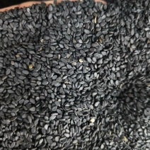 黑芝麻新货黑芝麻熟芝糠麻油麻干净无沙批发零售