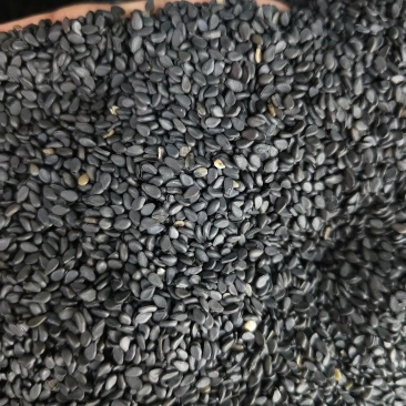 黑芝麻新货黑芝麻熟芝糠麻油麻干净无沙批发零售