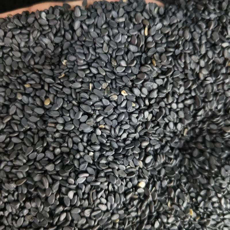黑芝麻新货黑芝麻熟芝糠麻油麻干净无沙批发零售