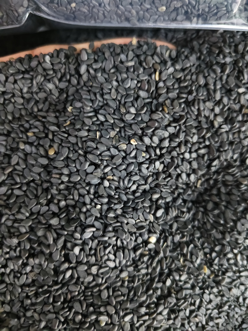 黑芝麻新货黑芝麻熟芝糠麻油麻干净无沙批发零售