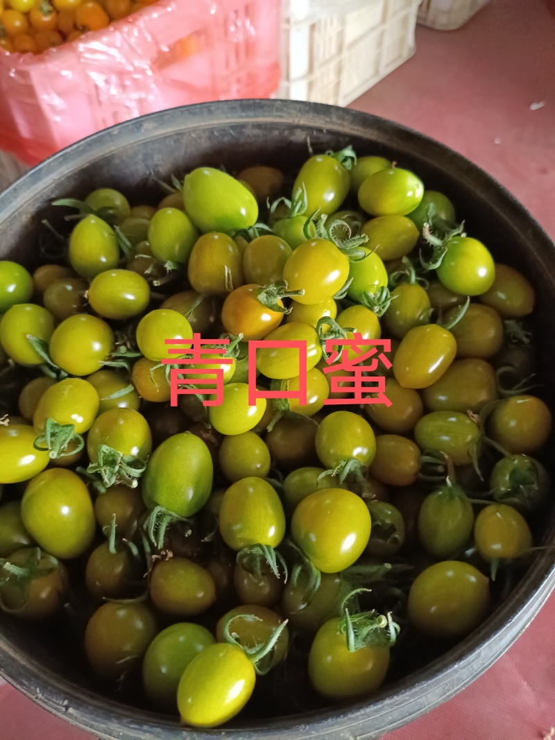 山东精品圣女果基地现货现摘现发全国发货