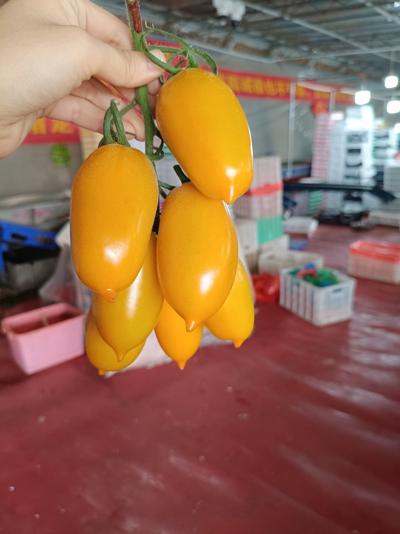 山东精品圣女果基地现货现摘现发全国发货