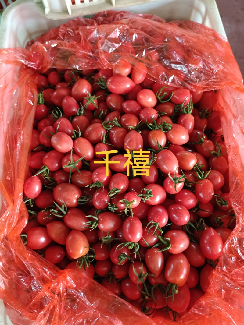 山东精品圣女果基地现货现摘现发全国发货