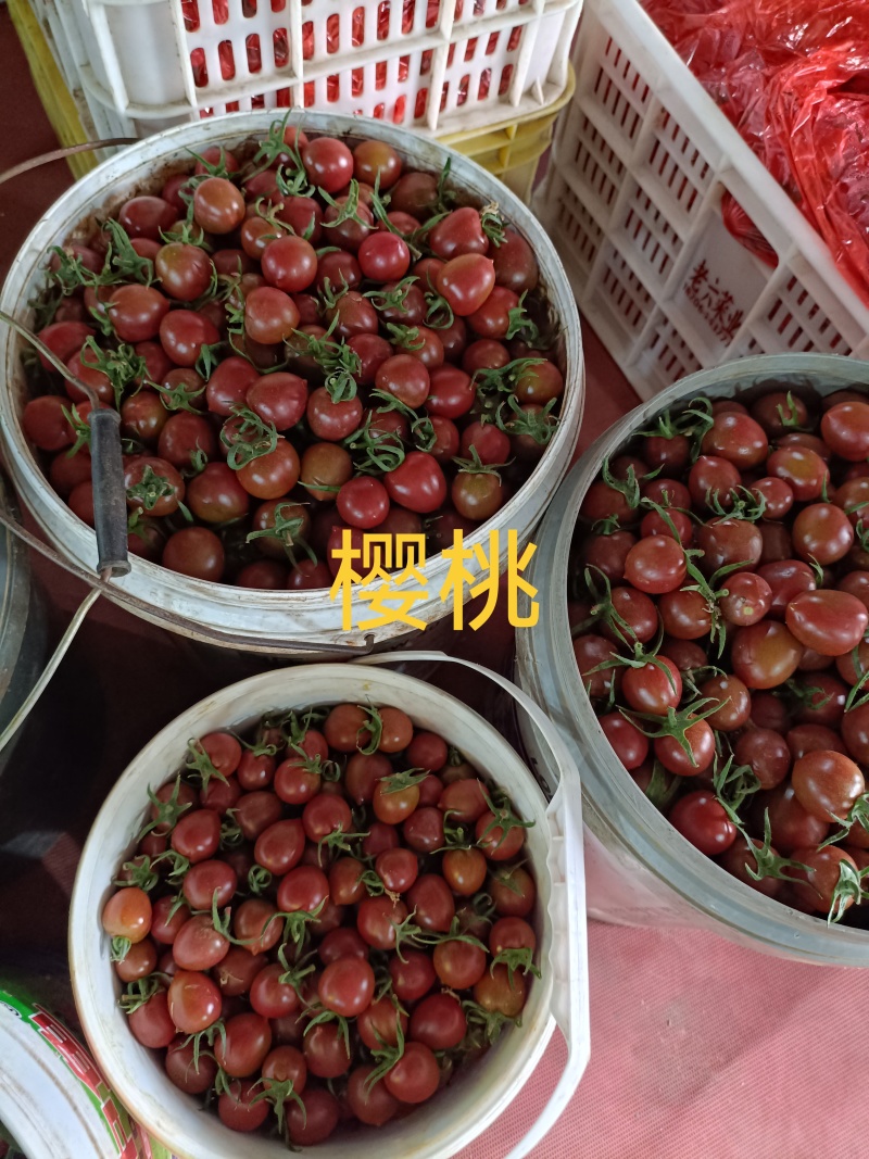 山东精品圣女果基地现货现摘现发全国发货