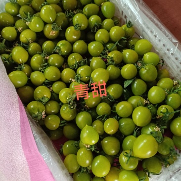 山东精品圣女果基地现货现摘现发全国发货