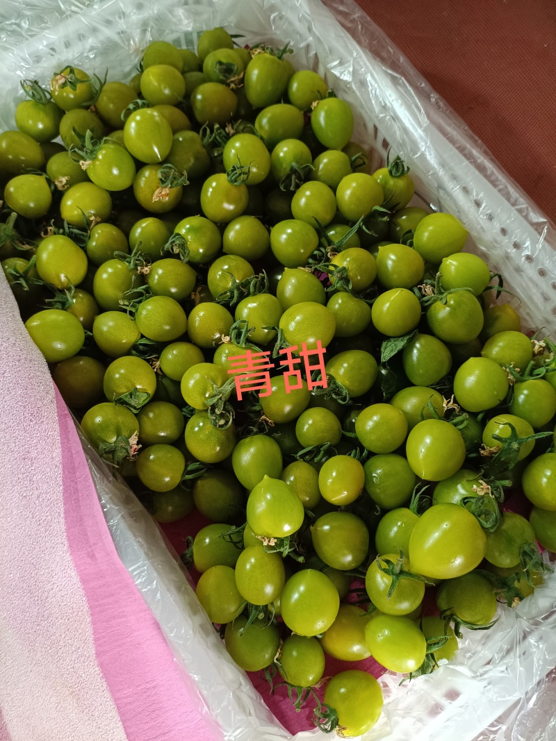 山东精品圣女果基地现货现摘现发全国发货