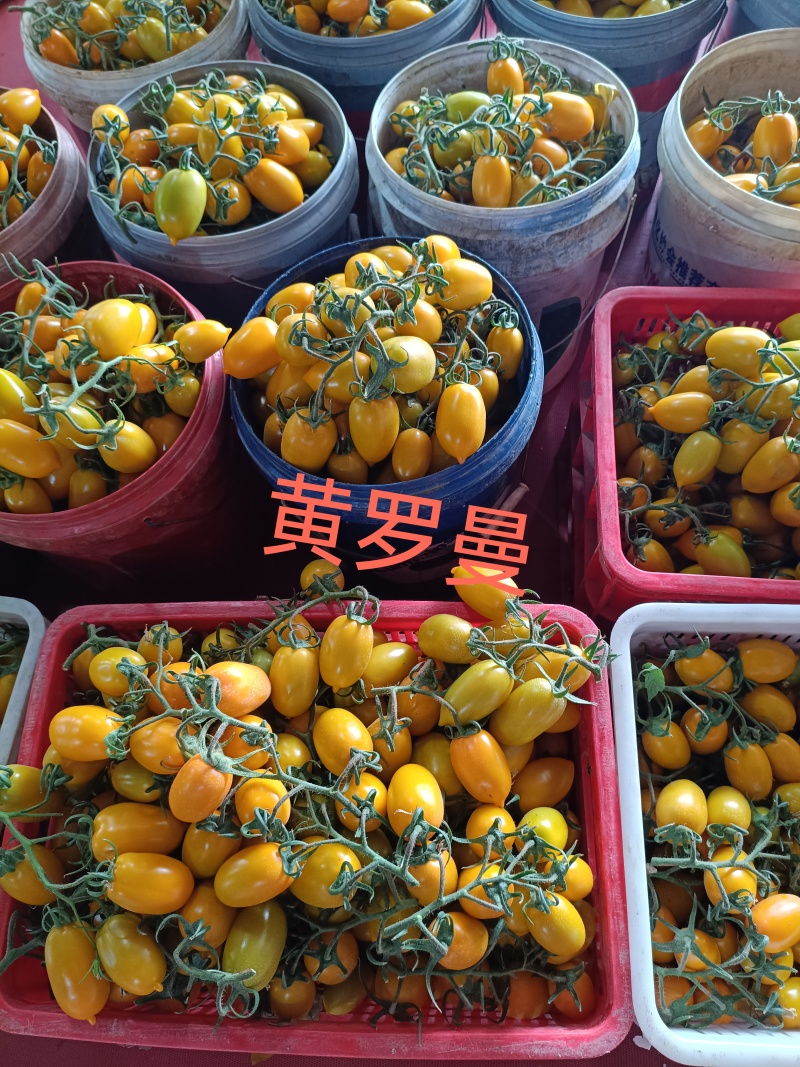 山东精品圣女果基地现货现摘现发全国发货