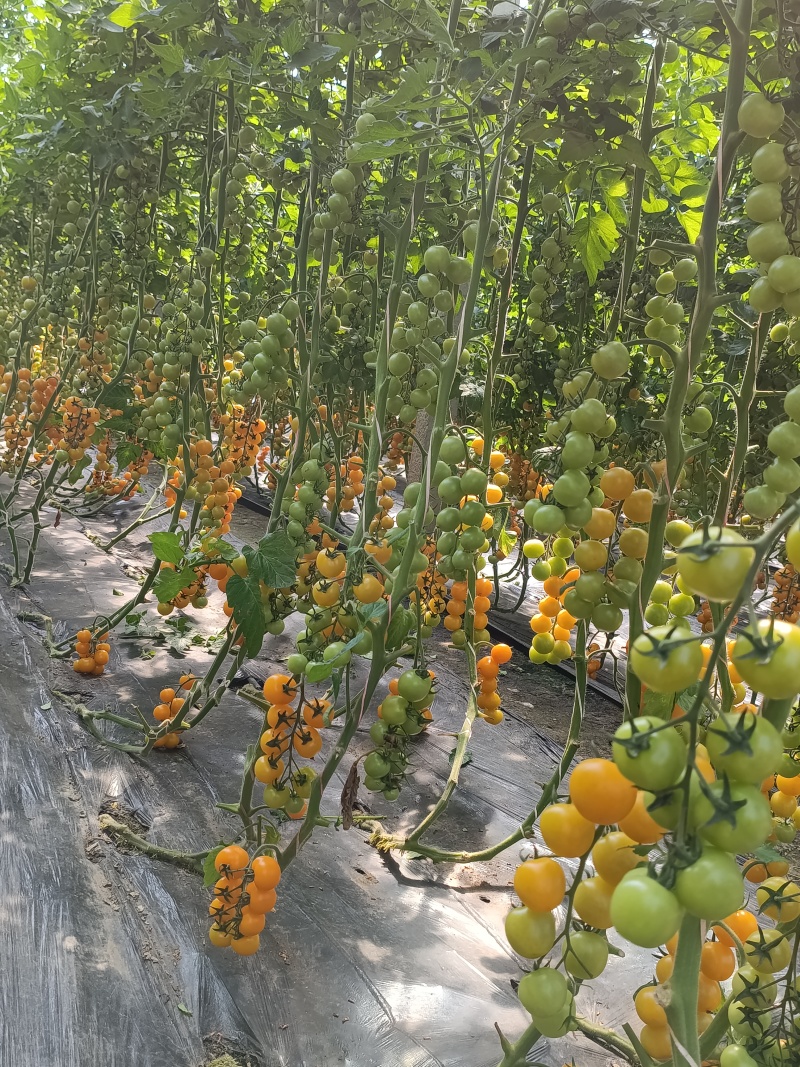 山东精品圣女果基地现货现摘现发全国发货