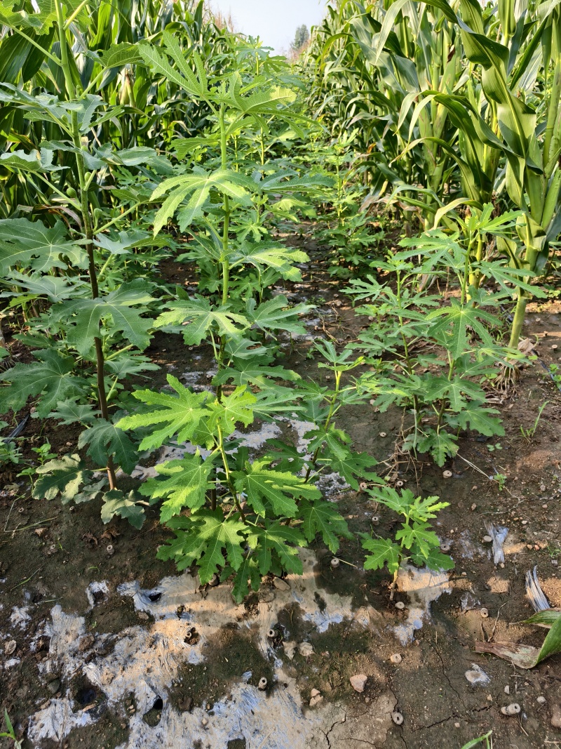 金傲芬无花果苗基地斯特拉无花果苗布兰瑞克无花果苗