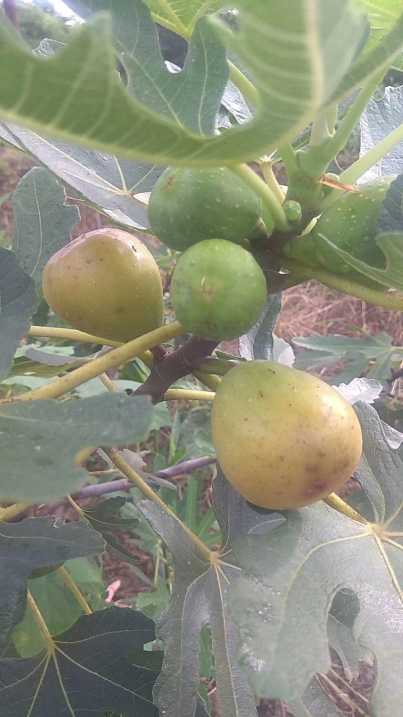 金傲芬无花果苗基地斯特拉无花果苗布兰瑞克无花果苗