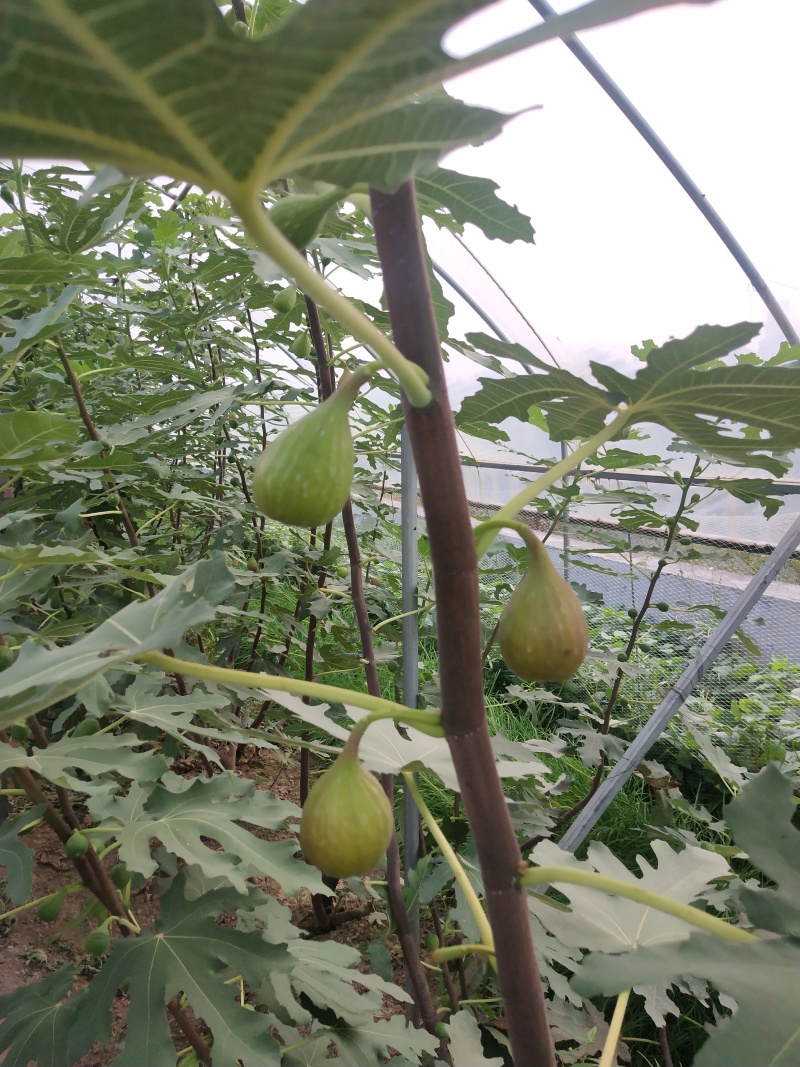 金傲芬无花果苗基地斯特拉无花果苗布兰瑞克无花果苗