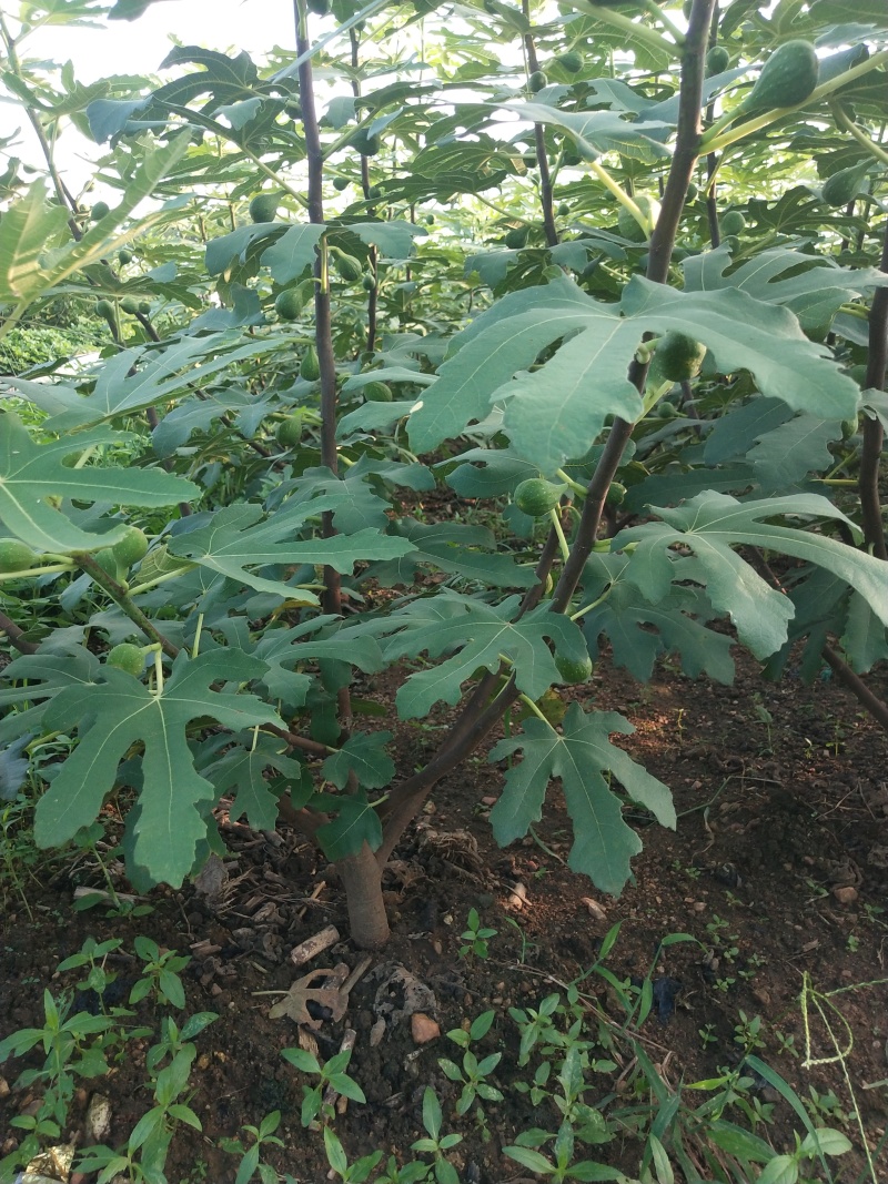 金傲芬无花果苗基地斯特拉无花果苗布兰瑞克无花果苗