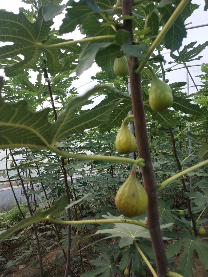 金傲芬无花果苗基地斯特拉无花果苗布兰瑞克无花果苗