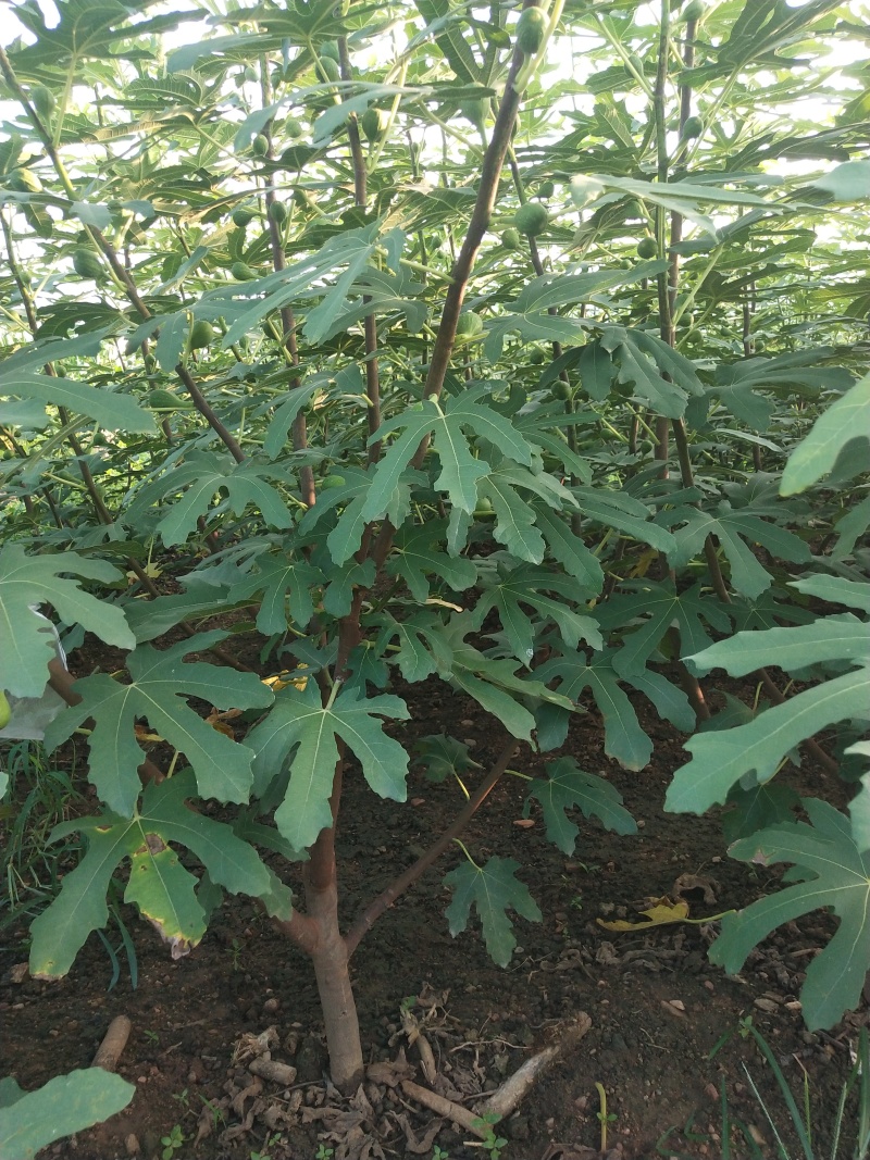 金傲芬无花果苗基地斯特拉无花果苗布兰瑞克无花果苗
