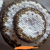 野生马蜂蛹营养又美味