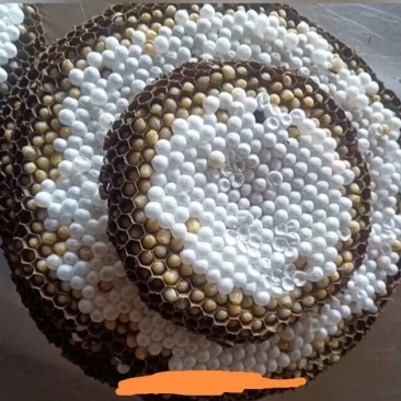 野生马蜂蛹营养又美味