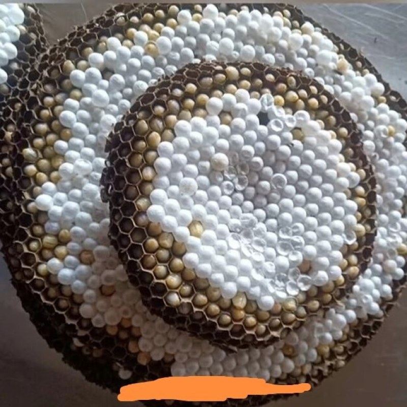 野生马蜂蛹营养又美味