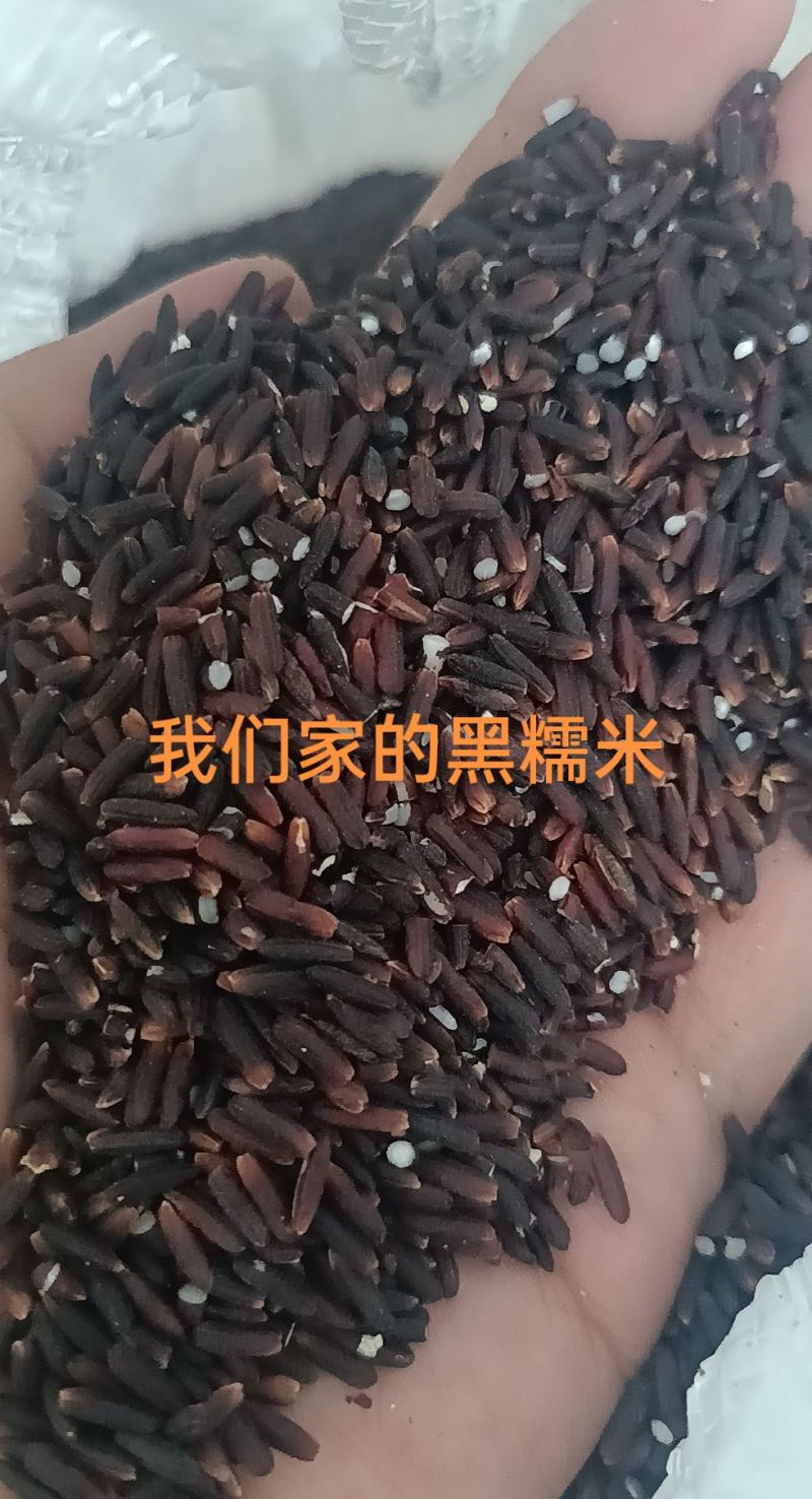 自家种的黑糯米