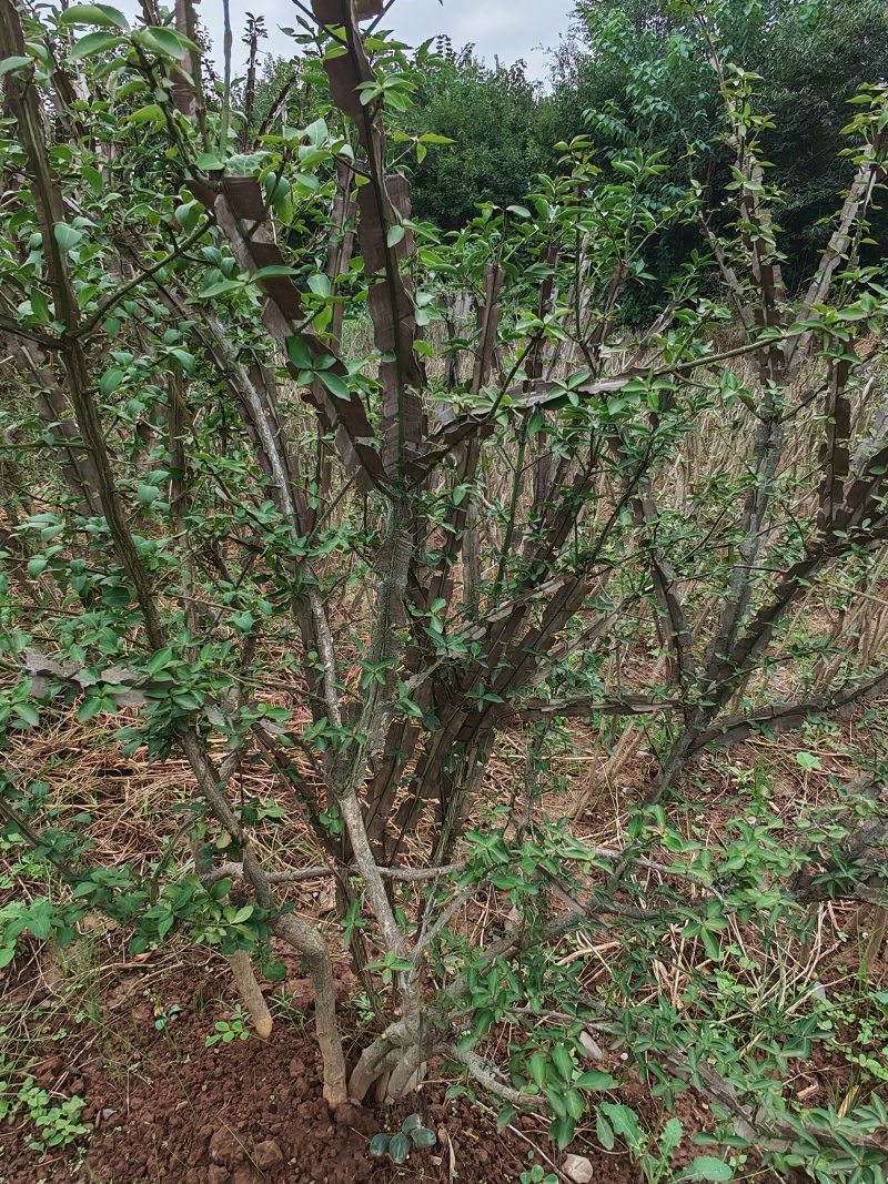 鬼箭羽苗又叫鬼见愁，卫矛。【《神农本草经》中品药材！鬼箭