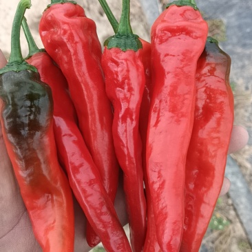 大量红辣妹子