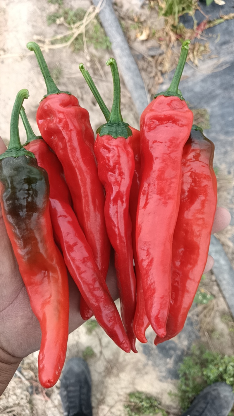 大量红辣妹子