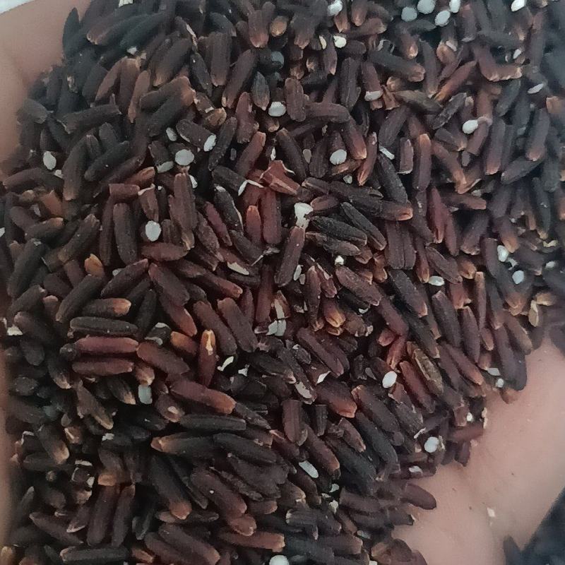 自家种的黑糯米