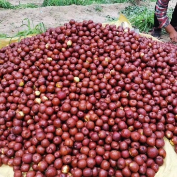 茌平博平圆玲大枣