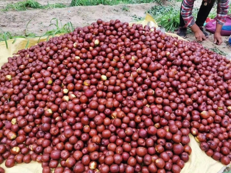 茌平博平圆玲大枣