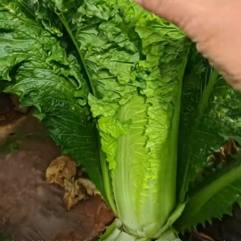 贵州毕节产地精品麻叶菜帝王蔡全国发货可视频看货