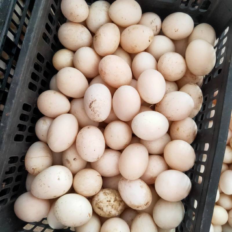 鲜鸭蛋食品专用