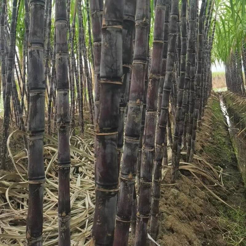 黄皮甘蔗