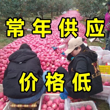 【优选】山东红富士苹果丨产地直供丨货源稳定欢迎咨询洽谈