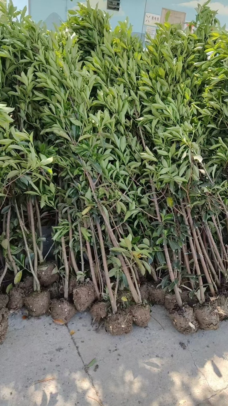 精品法青大量供应