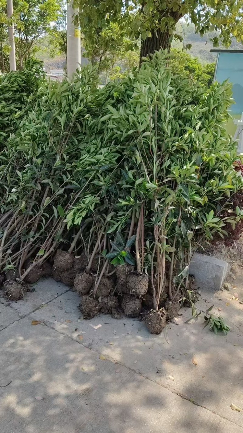 精品法青大量供应