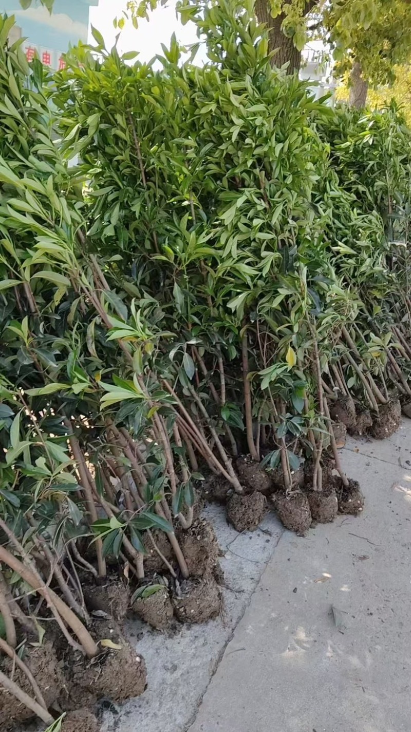 精品法青大量供应