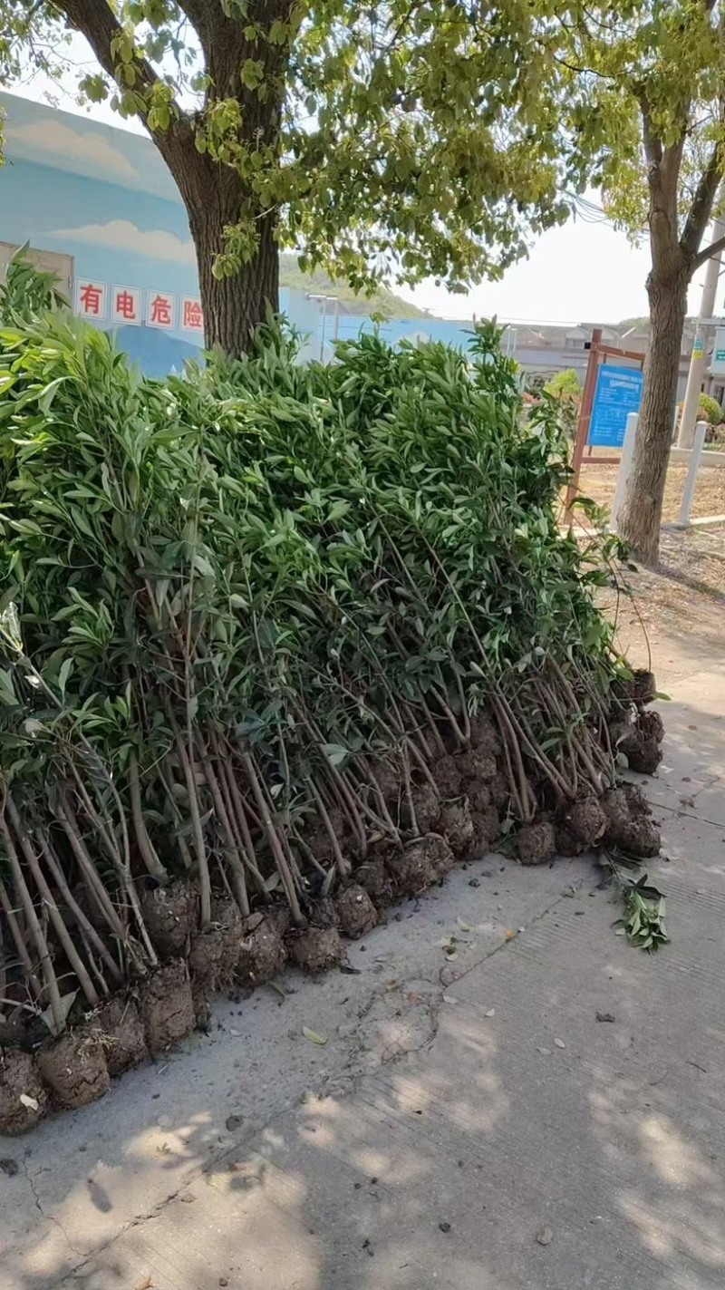 精品法青大量供应