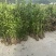 精品法青大量供应