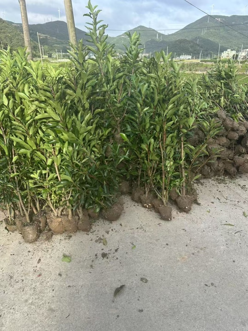 精品法青大量供应