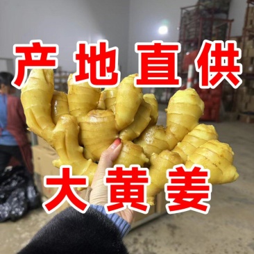 大黄姜批发山东生姜产地小黄姜种地窖储存
