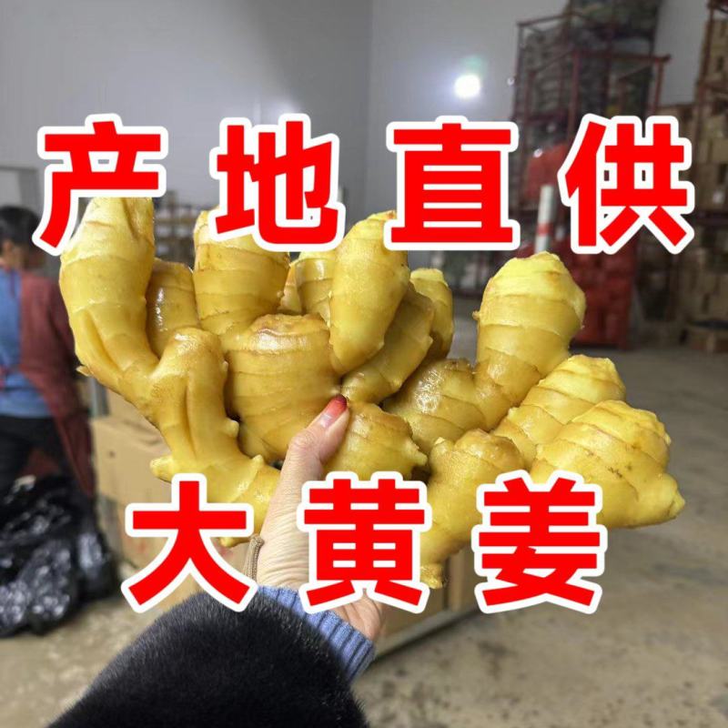 大黄姜批发山东生姜产地小黄姜种地窖储存